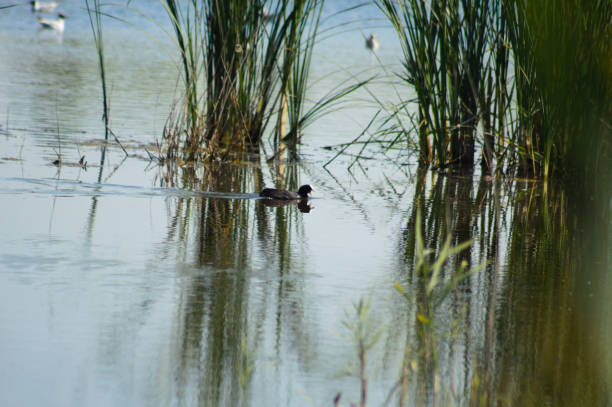 istock Closeup of common reed with birds on water 1932023902