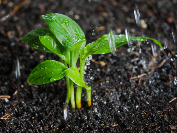 istock Rain falling onto growing plants in the soil 1932024926