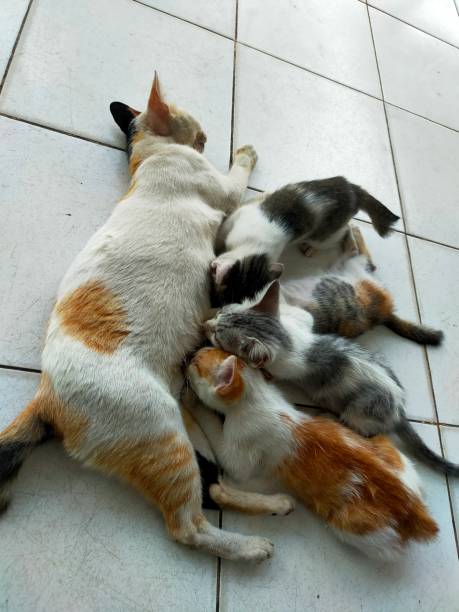 istock Mother cat and her kittens 1932027487
