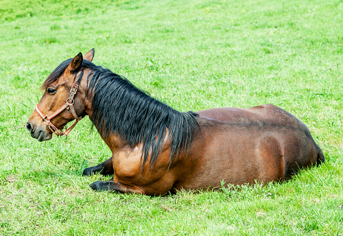 A chestnut horse lying in the grass