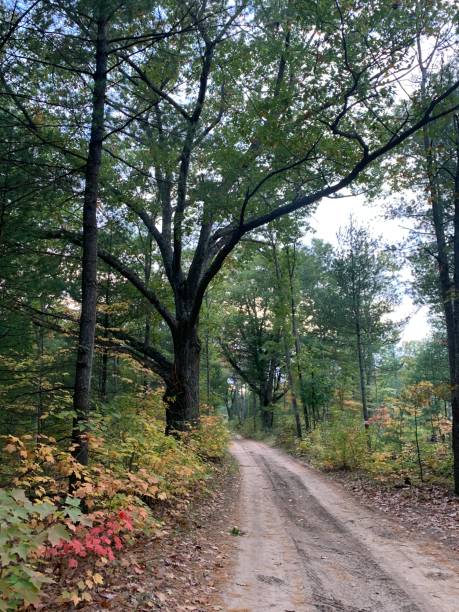 istock Northern Michigan Woods - Autumn 1932044480