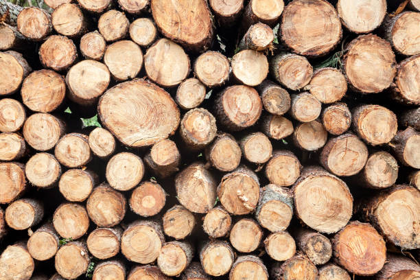 Wood stack close up background Close-up of big wood stack for background walnut grove stock pictures, royalty-free photos & images