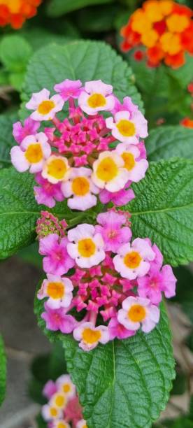 istock Lantana Camara plant 1932061859