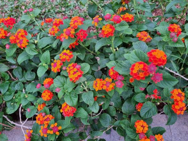 istock Lantana Camara plant 1932061865