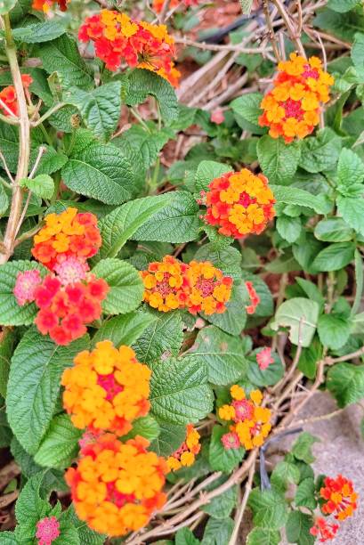 istock Lantana Camara plant 1932061876