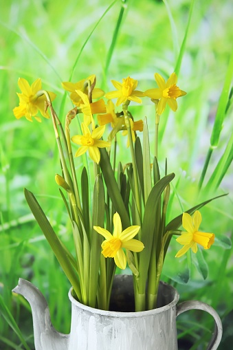 Yellow daffodils in a vase against a background of green grass