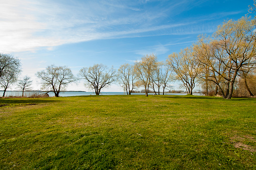 Trees by the water in early spring