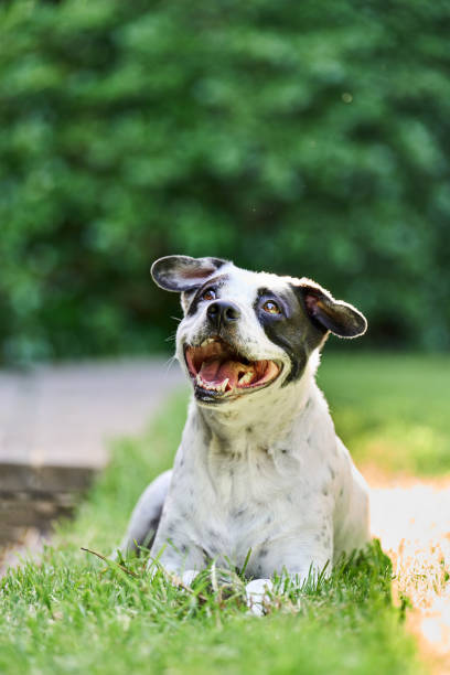 Spotted rescue dog lying on the grass smiling