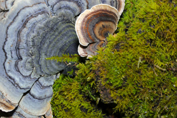 moss, brown, and blue-gray colored 	hairy bracket (aragekawaratake) mushroom (wildlife closeup macro photograph) - asia autumn bracket brown imagens e fotografias de stock