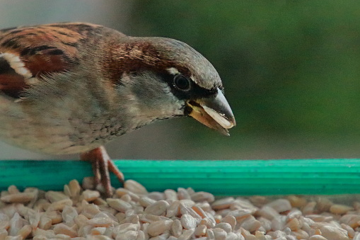Common sparrow eating seeds in the window. winter image. Nervous male sparrow looking all the time behind to control possible predators..