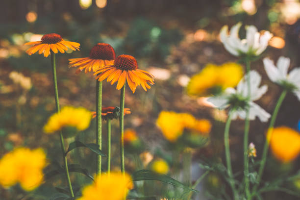istock Summer/Autumn Flowers 1932088684