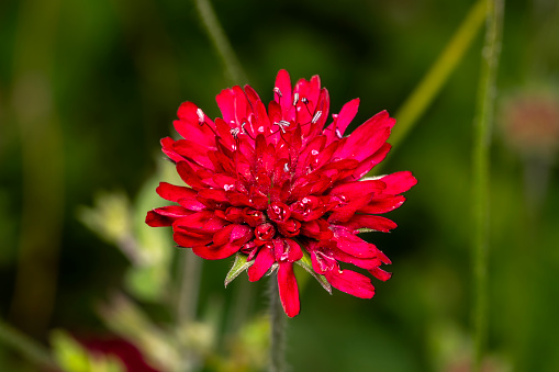 Knautia macedonica a summer flowering plant with a crimson red summertime flower commonly known as Macedonian scabious, stock photo image