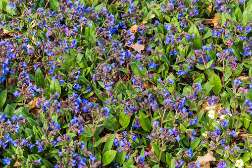 Pulmonaria 'Blue Ensign' a spring flowering plant found in the spring flower season which is commonly known  as lungwort, stock photo image