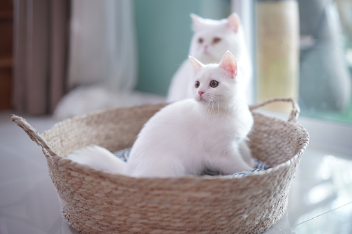 Portrait of British shot hair white color kitten standing in bamboo basket with playful feeling with blur adult cat behide at home, candid shot of cat well being, living style at home.