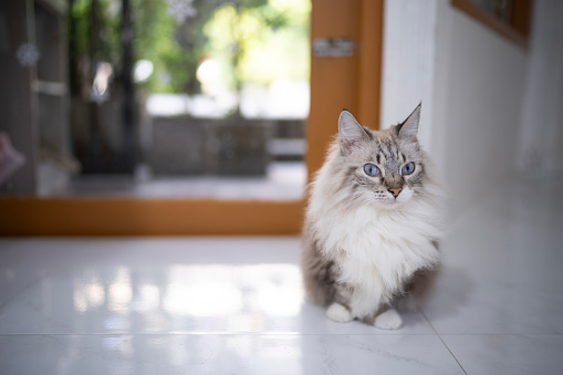 Portrait of Ragdoll gray brown and white color old cat sitting on floor with comfortable feeling, looking away in front of door at home, candid shot of cat well being, living style at home.