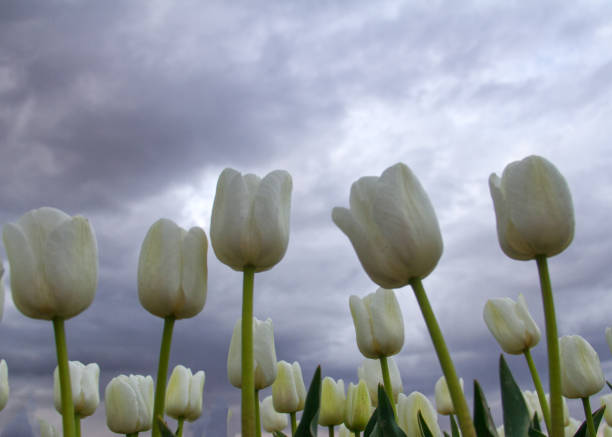 white tulips - parade tulip zdjęcia i obrazy z banku zdjęć