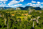 Verdant beauty of Pinar del Río premier agricultural region for Cuban tobacco, showcasing Valle de Viñales valley in Cuba, set against lush tobacco fields and Mogote hills of Vinales National Park.
