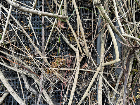 Abstract view of dead climbing plants on a wire mesh fence in a garden