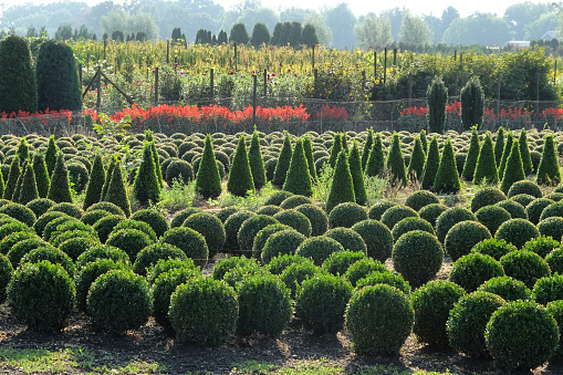 Rows of Ornamental trees and box topiary balls growing on a farm in America, Limburg, The Netherlands.