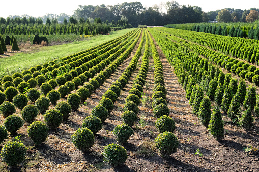 Rows of Ornamental trees and box topiary balls growing on a farm in America, Limburg, The Netherlands.