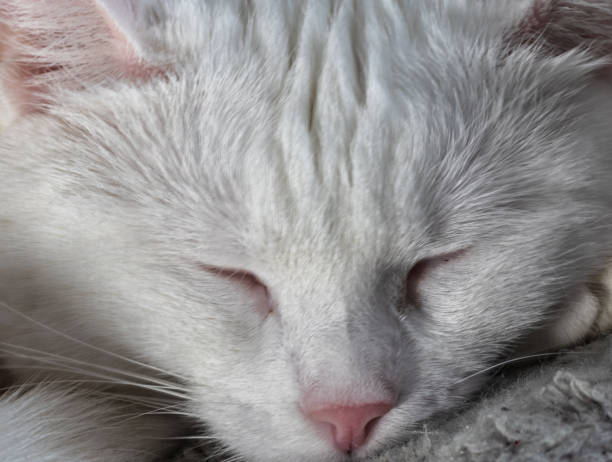 istock A white-haired cat sleeps on the sofa. 1932108855
