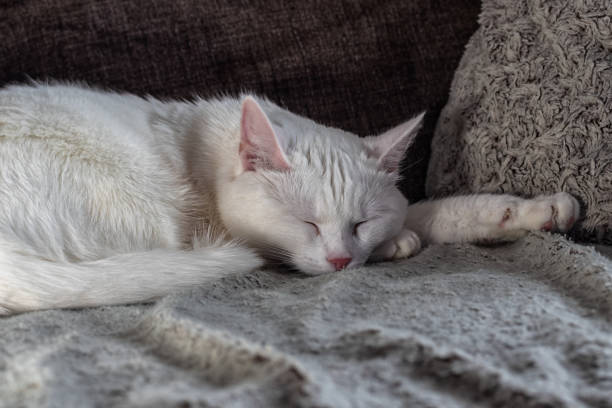istock A white-haired cat sleeps on the sofa. 1932108859