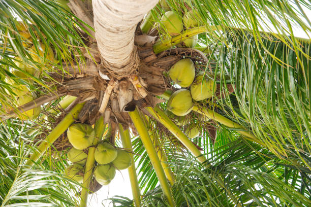 istock Coconut sheath, tree trunk bark, cluster of young fruit green coconuts hanging on tree top, lush green foliage branch at tropical garden, Nha Trang, Vietnam, organic palm ready to harvest 1932121250