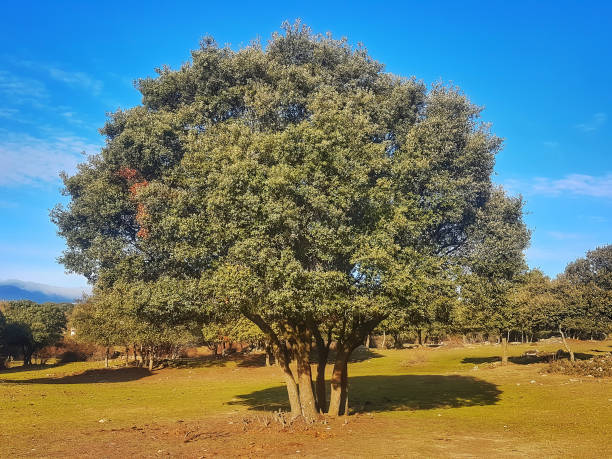 large oak in the middle of the field stock photo