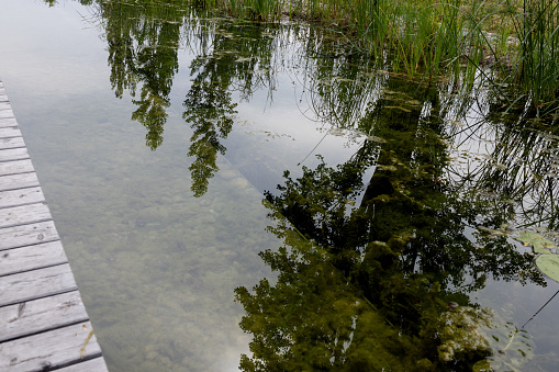 Plants on the shore of the pond are reflected in the clear water