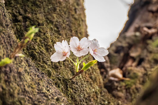 small cherry blossoms