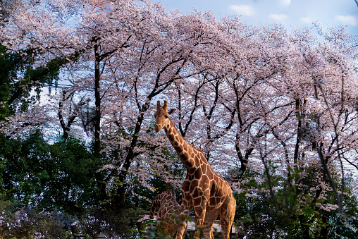giraffe and cherry blossoms