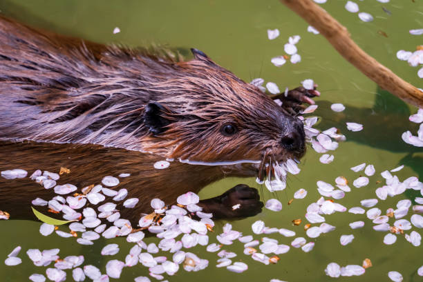 Cherry blossom petals and American beaver