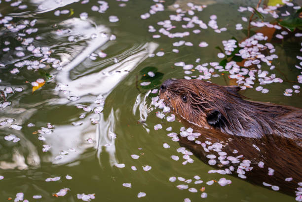 istock Cherry blossom petals and American beaver 1932177133