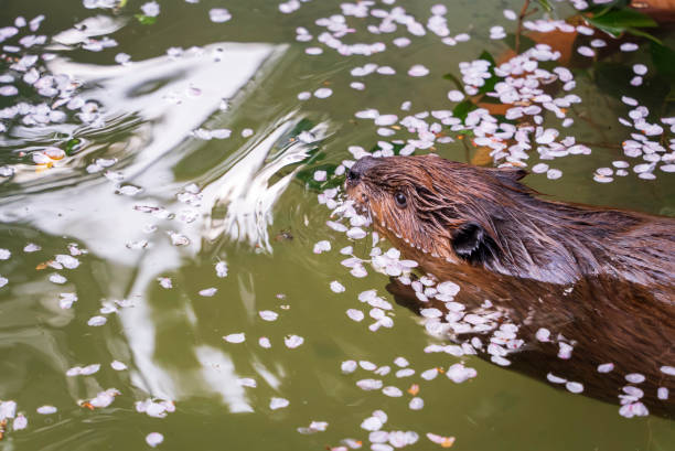 istock Cherry blossom petals and American beaver 1932177138