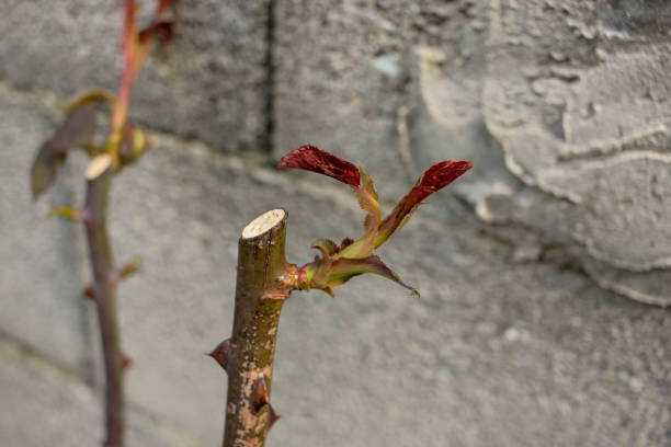 Echoes of Rebirth: The Renewed Splendor of a Rose