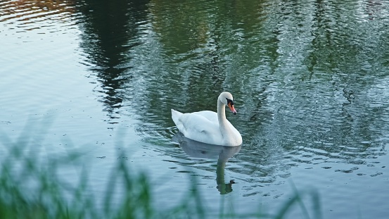 A pair of swans on a lake in the sunset light with some green and red grass in the background.