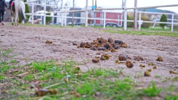 horse poop manure left uncleaned on dirt road around stables paddock - horse dung - fotografias e filmes do acervo