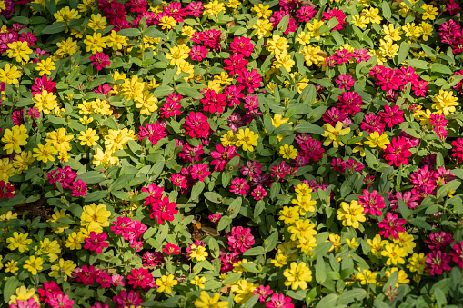 Zinnias are a gift for gardeners in hot climates, where they thrive and grow easily.