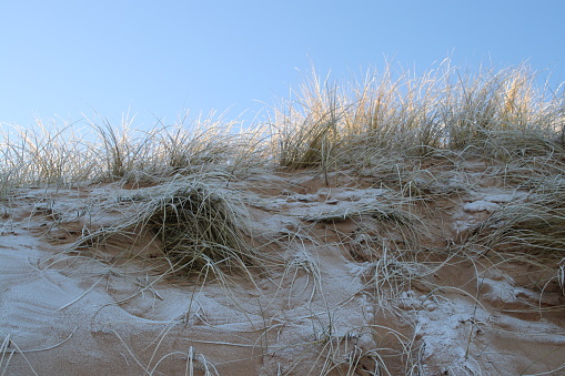 Frosty at beach