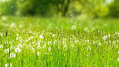 dandelion meadow with rising blowballs in the air, fresh green nature scene concept with blurred background and copy space for pollen allergy season