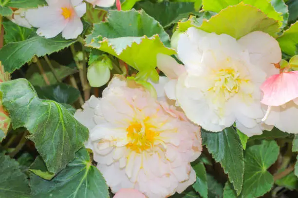Beautiful delicate begonia flowers with a yellow center
