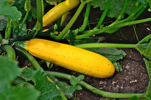 yellow zucchini vegetable on the garden bed isolated