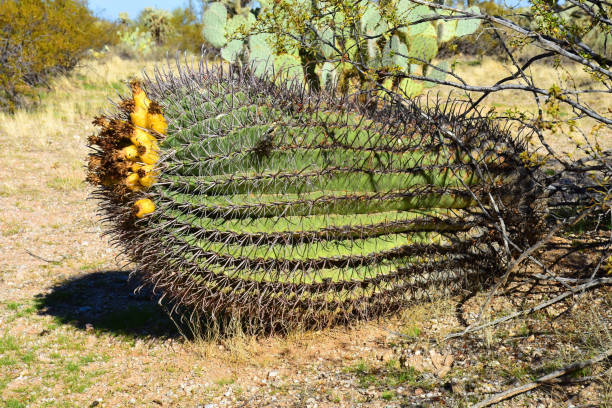 istock Arizona Barrel Cactus Sonora Desert Arizona 1932245463