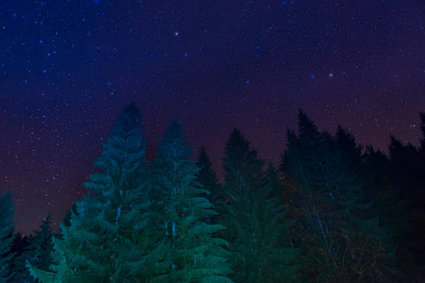 Night forest. Pine trees and dark night sky with stars. Original sky