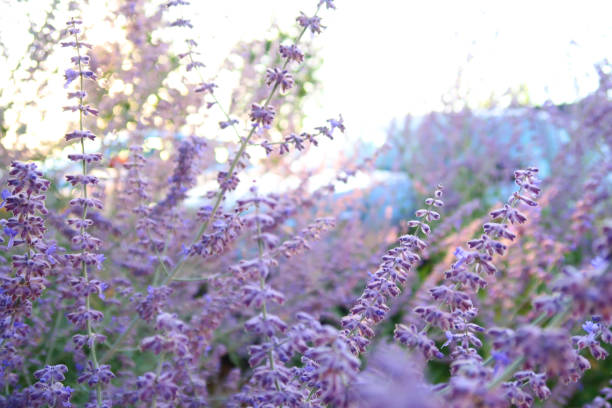 Springtime. Purple Flowers. Abstract. Symbol.