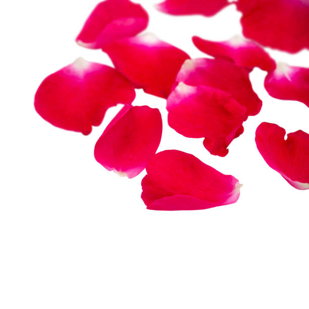 istock Red rose petals heap with shallow focus isolated on white. 1932276385