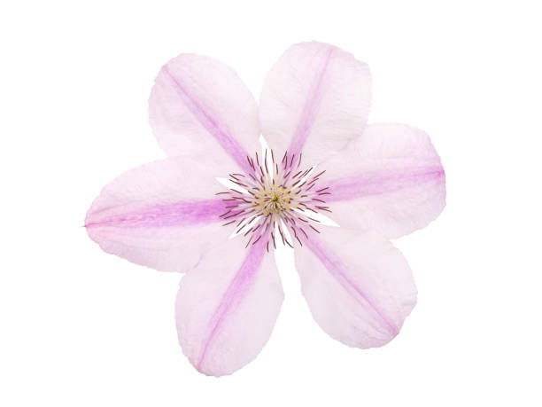 Pink clematis flower closeup isolated on white