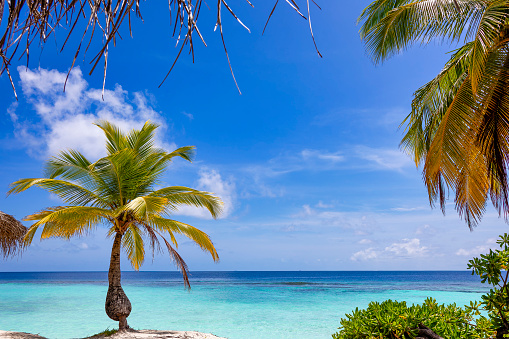 Tropical green vegeation with palm tree and bush on sandy beach of tropical island in front of turquoise ocean. Beautiful blue sky framing vibrant scenery. Indian ocean, Maldives.