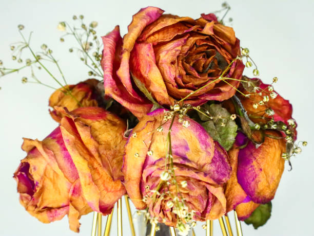istock Withered flowers. Beautiful pink flowers 1932281251