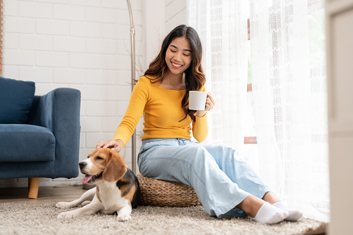 Happy Asian young woman in casual clothes with her beagle dog relaxing and drinking coffee sitting near window in living room at cozy home. Pet and cute animal concept.